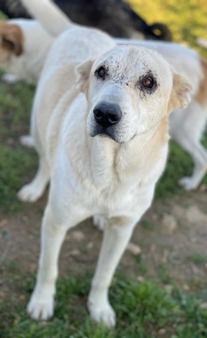Pippo, geb. ca. 12/2020, in GRIECHENLAND, auf Gelände, auf dem die Hunde notdürftig versorgt werden Bild 3
