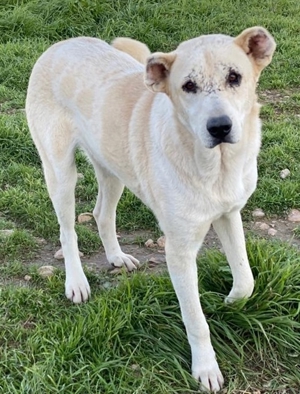Pippo, geb. ca. 12/2020, in GRIECHENLAND, auf Gelände, auf dem die Hunde notdürftig versorgt werden Bild 4