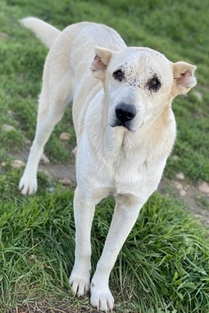 Pippo, geb. ca. 12/2020, in GRIECHENLAND, auf Gelände, auf dem die Hunde notdürftig versorgt werden Bild 13