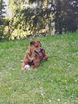 Tolle Shar Pei Mischlingshündin Soufi wünscht sich eine Familie