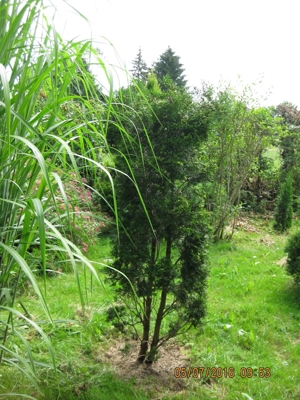 Pflanzen u. Bäume günstig v. privat - in Sauerlach-Arget (ca 25 km südl. Münchens) Bild 4