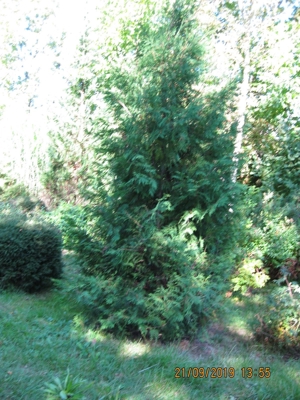 Pflanzen u. Bäume günstig v. privat - in Sauerlach-Arget (ca 25 km südl. Münchens) Bild 11