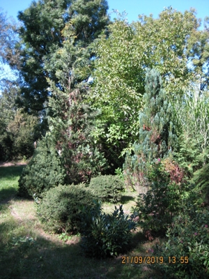 Pflanzen u. Bäume günstig v. privat - in Sauerlach-Arget (ca 25 km südl. Münchens) Bild 12