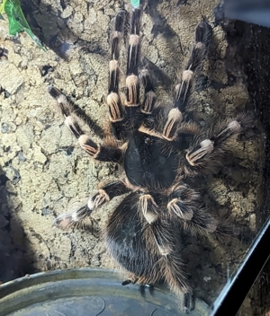 Acanthoscurria Geniculata 0. 1 Weibchen paarungsbereit 5 Jahre alt