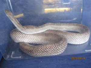 2.0 Pied Sided (Anery) Bloodred Kornnatter ENZ Bild 10