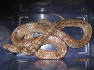 2.0 Pied Sided (Anery) Bloodred Kornnatter ENZ Bild 9