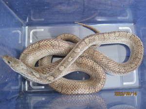 2.0 Pied Sided (Anery) Bloodred Kornnatter ENZ Bild 3