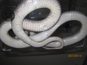 2.0 Pied Sided (Anery) Bloodred Kornnatter ENZ Bild 4