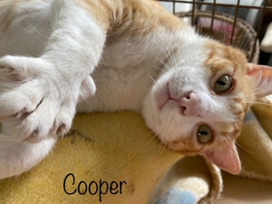 Cooper - traumhaftes rotes FIV Katerchen