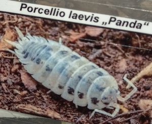 Porcellio laevis Panda