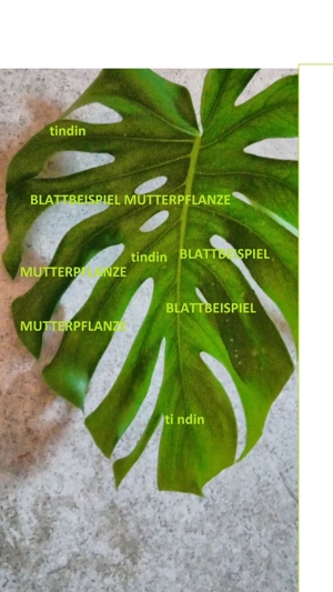 Monstera Pflanze Bild 1