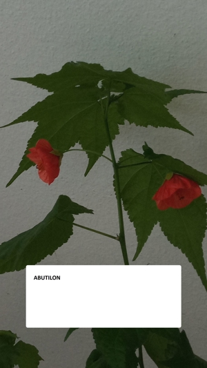  Abutilon Schönmalve Tradeskantie Tradescantia Bild 4