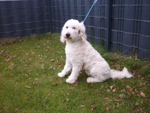 Goldendoodle gekörter Deckrüde  - kein Verkauf - nur Deckakt Bild 4