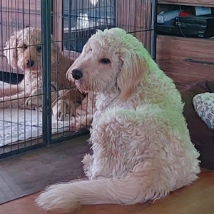 Goldendoodle gekörter Deckrüde  - kein Verkauf - nur Deckakt Bild 6