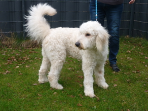 Goldendoodle gekörter Deckrüde  - kein Verkauf - nur Deckakt Bild 3