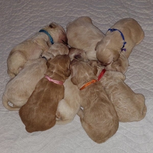 Goldendoodle gekörter Deckrüde  - kein Verkauf - nur Deckakt Bild 5