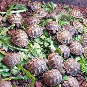 Griechische Landschildkröten (THB) - Nachzuchten aus 2023 Bild 1