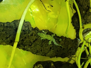 Asiat. Saumschwanz-Hausgeckos Heimidactylus frenatus Bild 2