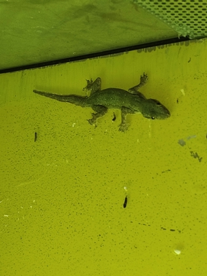 Asiat. Saumschwanz-Hausgeckos Heimidactylus frenatus Bild 3