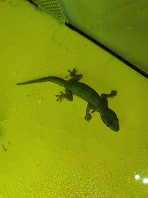 Asiat. Saumschwanz-Hausgeckos Heimidactylus frenatus