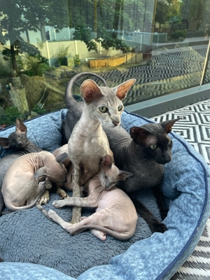 OKh orientalisch Kurzhaar Kitten ,Peterbald , Sphynx