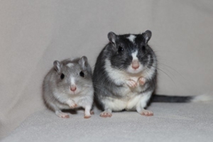 Mongolische Rennmäuse aus seriöser Hobbyzucht (Rennmau, Wüstenrennmäuse, Gerbil)