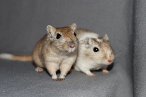 Mongolische Rennmäuse aus seriöser Hobbyzucht (Rennmaus, Wüstenrennmäuse, Gerbil)