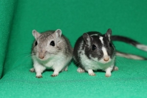 Mongolische Rennmäuse aus seriöser Hobbyzucht (Rennmaus, Wüstenrennmäuse, Gerbil)