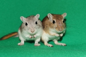 Mongolische Rennmäuse aus seriöser Hobbyzucht (Wüstenrennmäuse, Rennmaus, Gerbil)