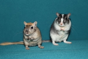 Mongolische Rennmäuse aus seriöser Hobbyzucht (Rennmaus,Wüstenrennmäuse, Gerbil)