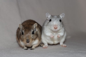 Mongolische Rennmäuse aus seriöser Hobbyzucht (Wüstenrennmäuse, Rennmaus, Gerbil)