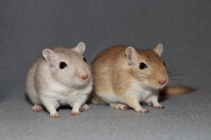 Mongolische Rennmäuse aus seriöser Hobbyzucht (Rennmaus, Wüstenrennmäuse, Gerbil)