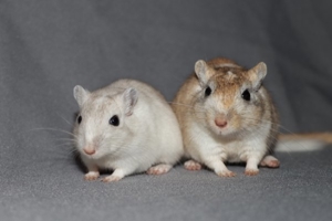 Mongolische Rennmäuse aus seriöser Hobbyzucht (Wüstenrennmäuse, Rennmaus, Gerbil)