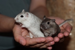 Mongolische Rennmäuse aus seriöser Hobbyzucht (Wüstenrennmäuse, Wüstenrennmaus, Gerbil, Rennmaus)