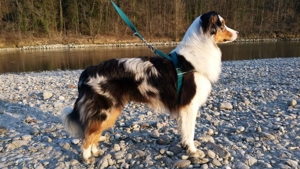 ASCA Australian Shepherd Deckrüde blue merle Bild 6