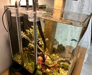 Aquarium Dennerle Cube 60 Liter, Eheim Prof. 4+ Filter, CO2, LED Bild 6