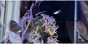 Aquarium Dennerle Cube 60 Liter, Eheim Prof. 4+ Filter, CO2, LED Bild 5