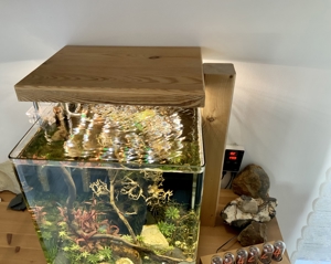 Aquarium Dennerle Cube 60 Liter, Eheim Prof. 4+ Filter, CO2, LED Bild 11