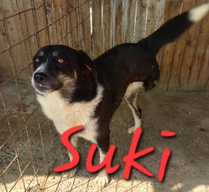 Ich bin Suki