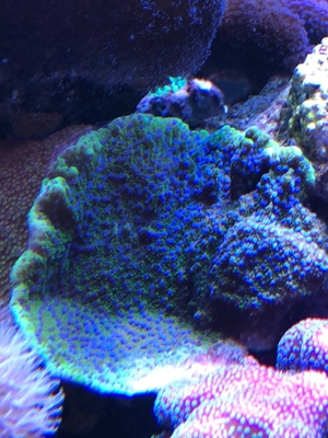 Montipora Pokerstar und Montipora Rainbow, Korallen, Ableger, Meerwasser