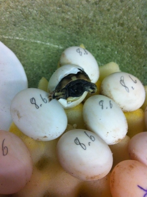 Griechische Landschildkröten Bild 2