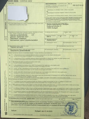 Griechische Landschildkröten Bild 3