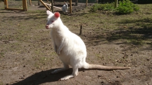 Bennett Känguru ,Wallaby ,Rotnacken Känguru