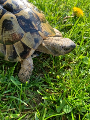 griechische Landschildkröten