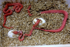 Neuheit !!! Rote albino Hausschlangen und hets abzugeben Bild 6