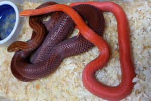 Neuheit !!! Rote albino Hausschlangen und hets abzugeben Bild 7