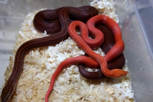 Neuheit !!! Rote albino Hausschlangen und hets abzugeben Bild 8