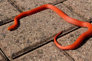 Neuheit !!! Rote albino Hausschlangen und hets abzugeben Bild 3