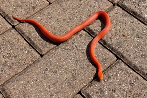 Neuheit !!! Rote albino Hausschlangen und hets abzugeben Bild 4