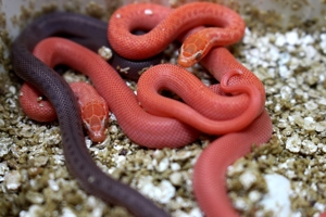 Neuheit !!! Rote albino Hausschlangen und hets abzugeben Bild 2